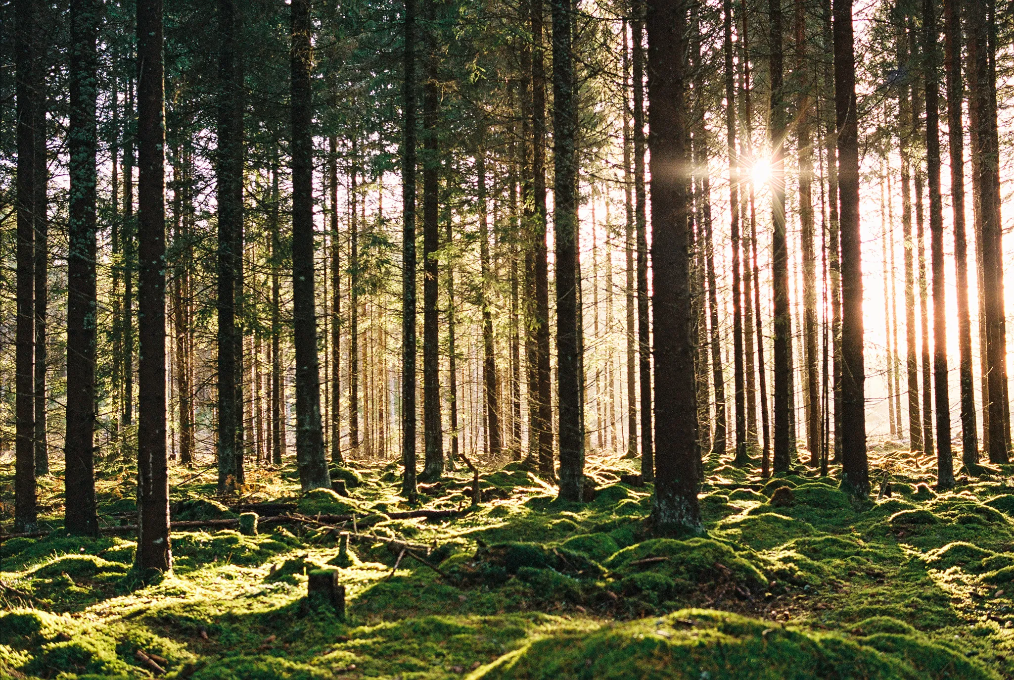 Skog Peter